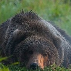 Nattanon Yaisomanang