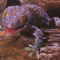 Gecko000