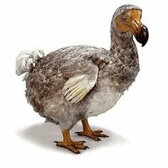 What A DoDo (Records)