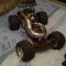 Jason Robinson 2