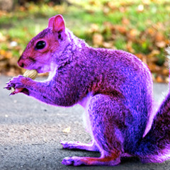 purplesquirrel