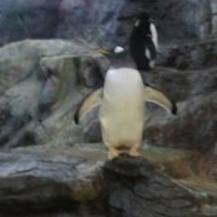 Jacob Shmerble Smyff