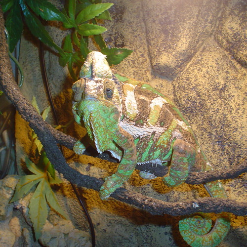 Not Over The Hillage sc preview.wav