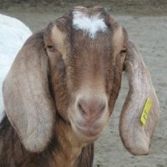 A Furniture of Bones