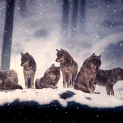 wolf gang