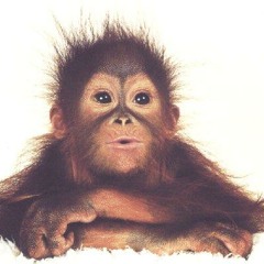 wackingmonkey