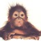 wackingmonkey