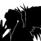 The_Black_Falcon_