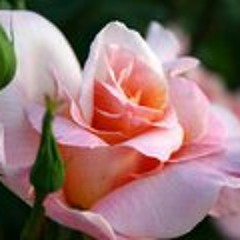 Miriam Mercedes Perez