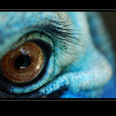lupulo