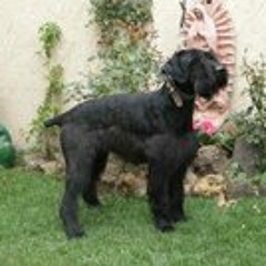 LMFAO Feat. Natalia Kills   Champagne Showers (Official Music)