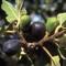 FIGTree