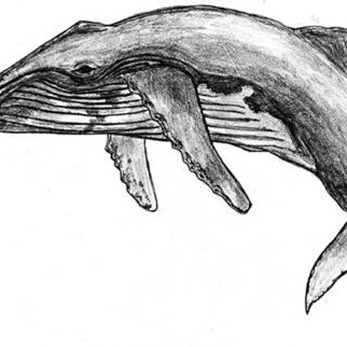 Лось кит. Кит 52 Герца. Горбатый кит эскиз. Клювастые киты. Нарисовать кита.