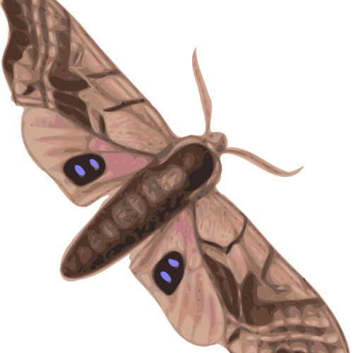 Lt. Moth’s avatar