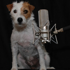 Audio_Dog