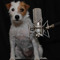 Audio_Dog