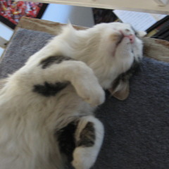 (ADDNEWONE)link on page