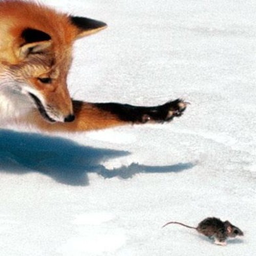 Догнать лису. Лиса охотится на мышку. Лиса охотится на мышей зимой. Зимняя охота лисы на мышей. Лиса с мышью в зубах.