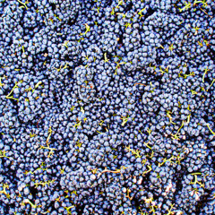 Pinot Noir Project
