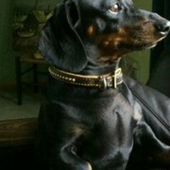 Maximillion Galactica