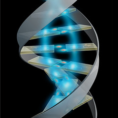 Gene Humano