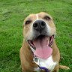 Don t Do That While I Drive