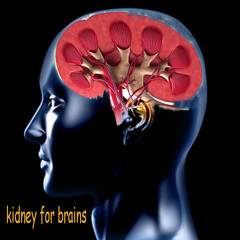 thalel kidney