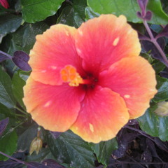hibiscus_