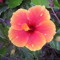 hibiscus_