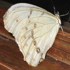 Abraham David León López