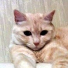 Shinya Ohira