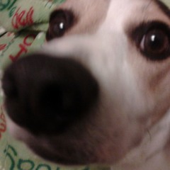 Laurie Peace Kershaw