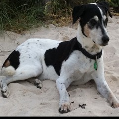 dj sala bala boo boo