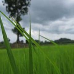 Burindhorn Tantrakul