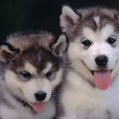 Jeffery Chu Zhen Hao