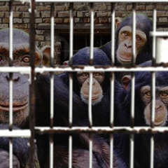 Chimps On Death Row