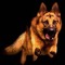 El perro rex