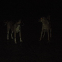 Larebelióndeloscolgados