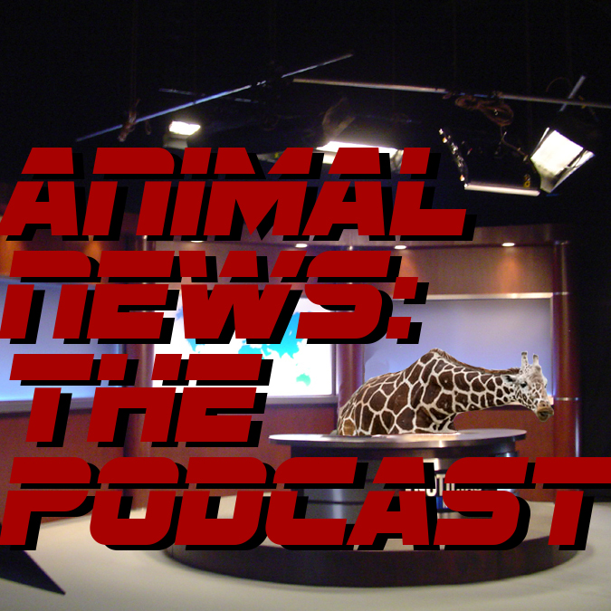 Animal News: The Podcast
