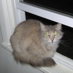 The Story of Some Guy