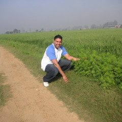 Gindsingh