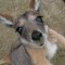 skippystu