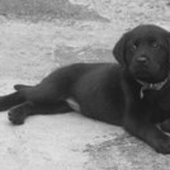 Pablo Camilo Mejia Suarez