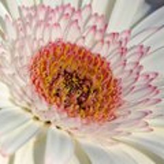 Anette Lyche Brautaset