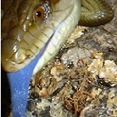 bluetongue
