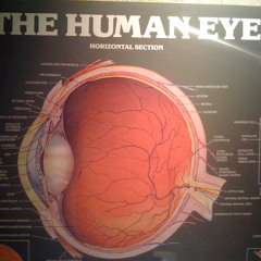 humaneyes
