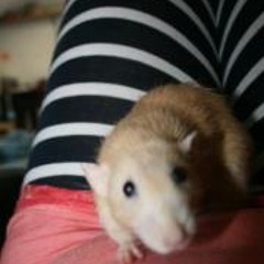 Pepi IsCotta Kekkazzo