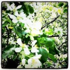 hazyspring