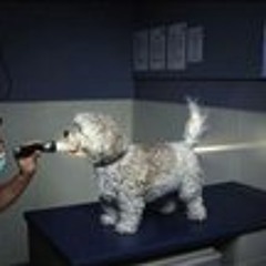 Daniel Ramirez (DR.A.M)