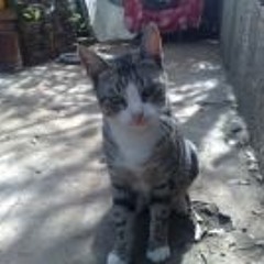 Nelson monteiro